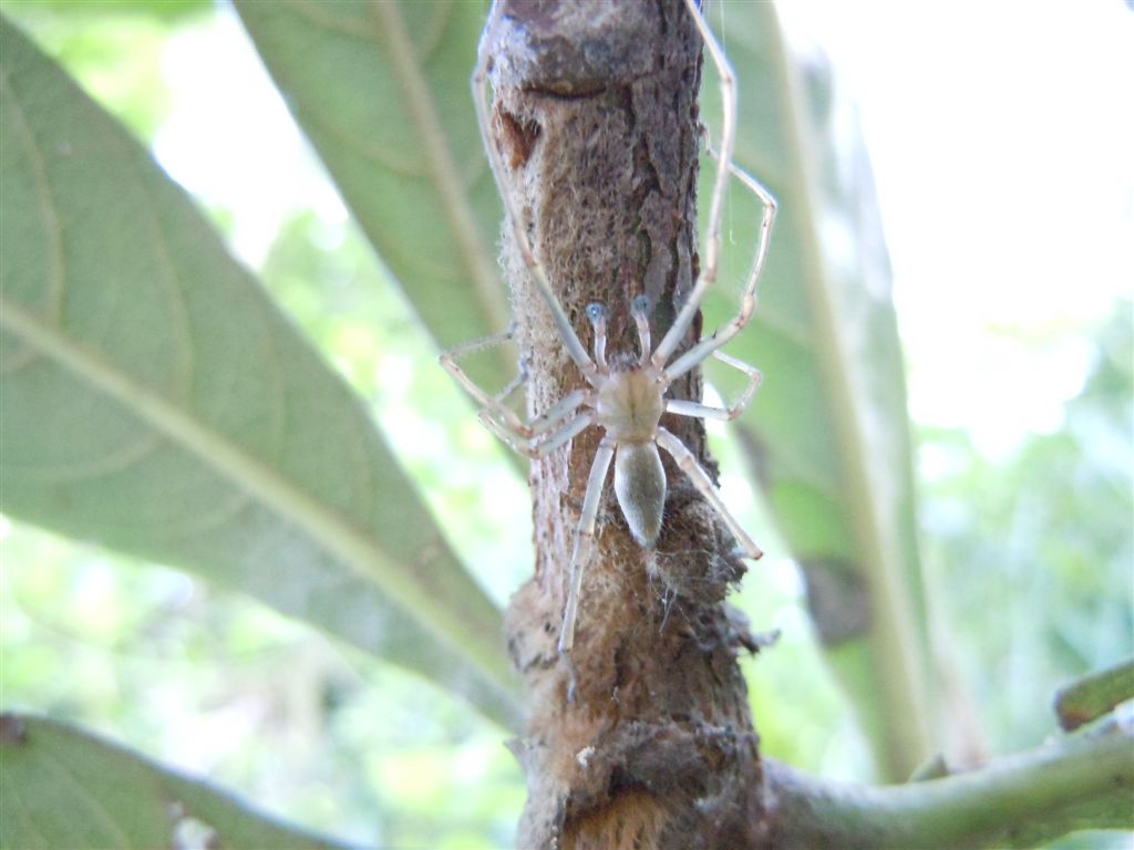 Cheiracanthium mildei